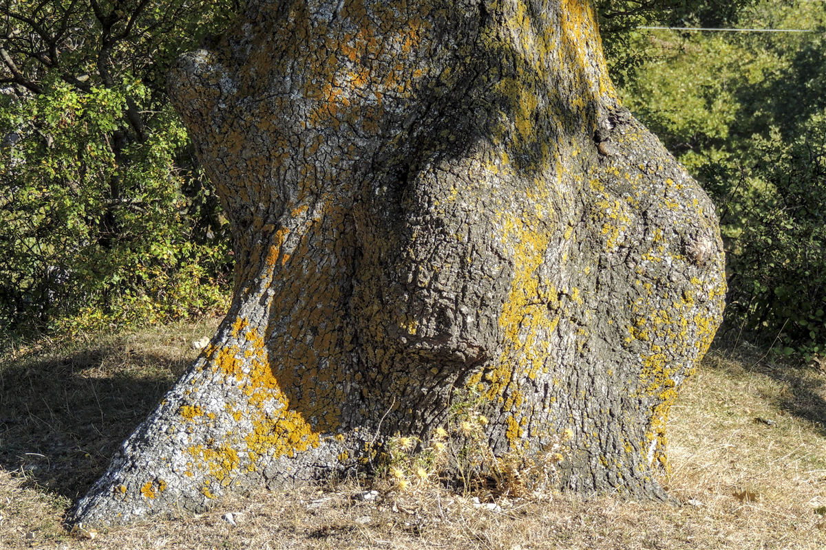 Il Bosco Paduli