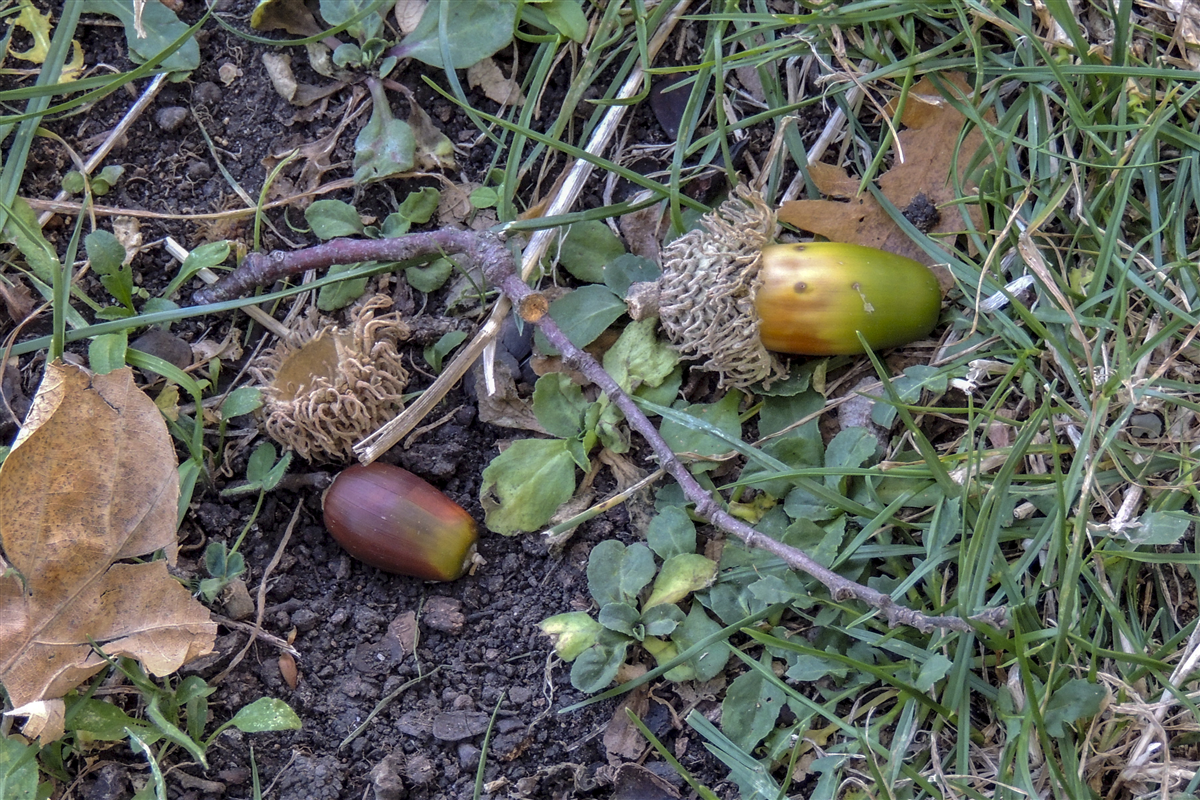 Paduli 5